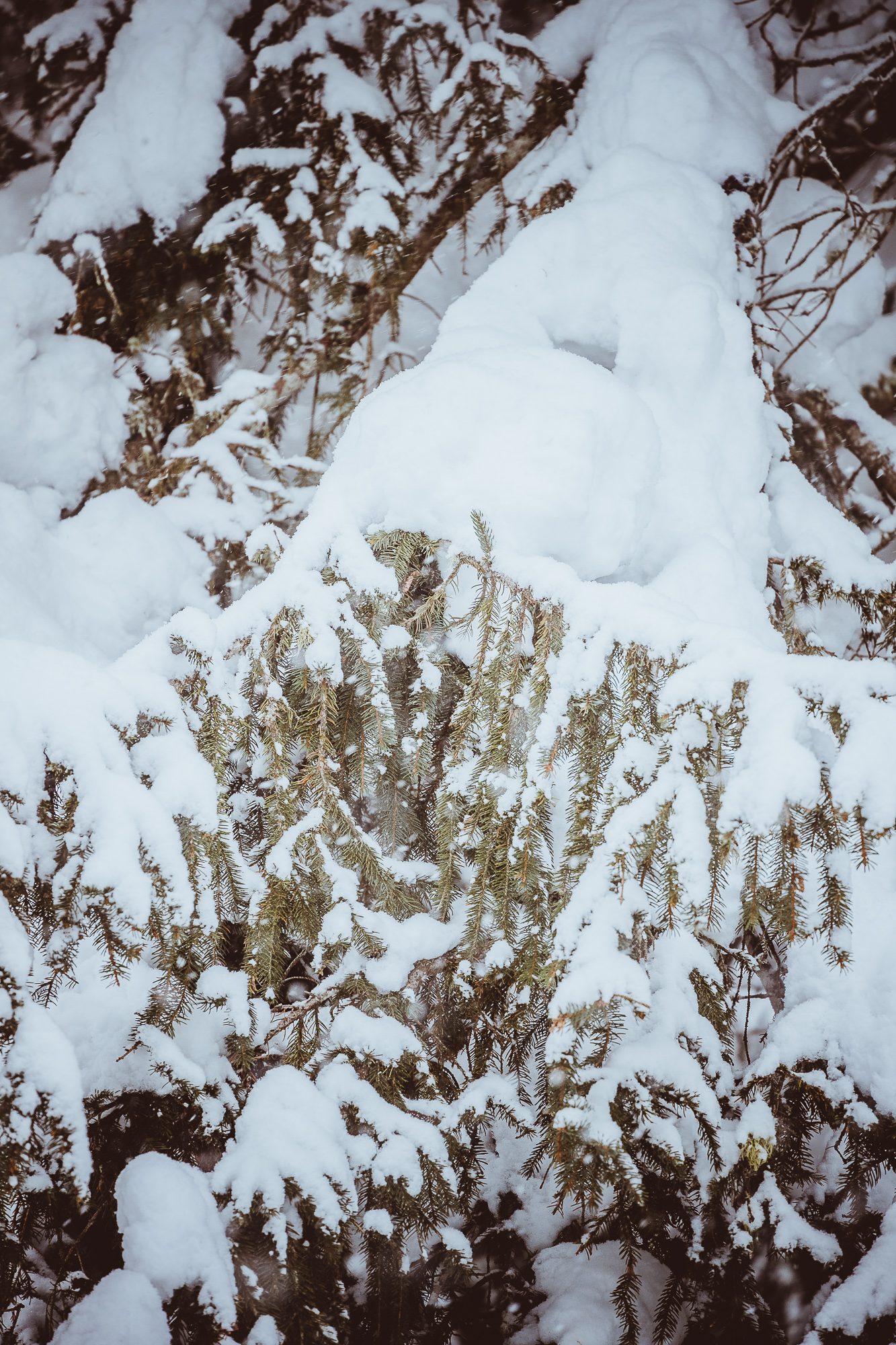 Export x3 1DX29449 Verlobungsfotoshooting 2018 Anna & Dominik